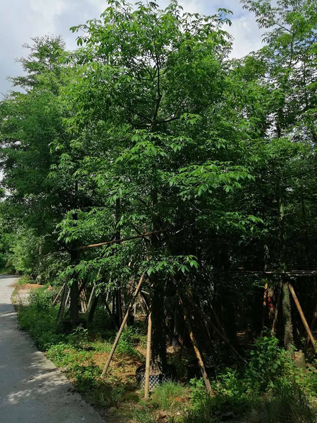 木棉花怎么種植?木棉花種植方法