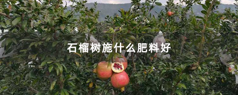 石榴樹施什么肥料好