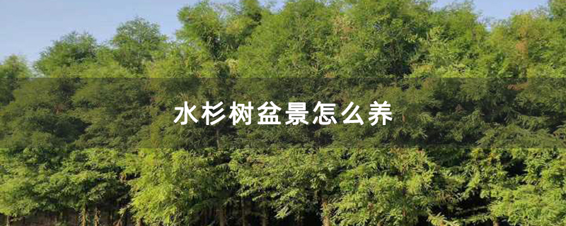 水杉樹盆景怎么養(yǎng)