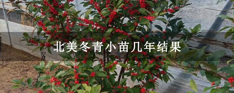 北美冬青小苗幾年結(jié)果