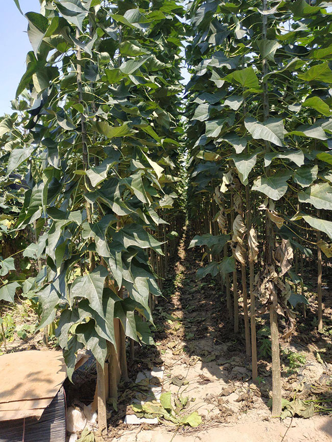 楸樹小苗價格多少錢一棵?2020年最新楸樹小苗價格