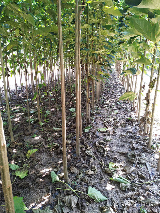 楸樹小苗價格多少錢一棵?2020年最新楸樹小苗價格