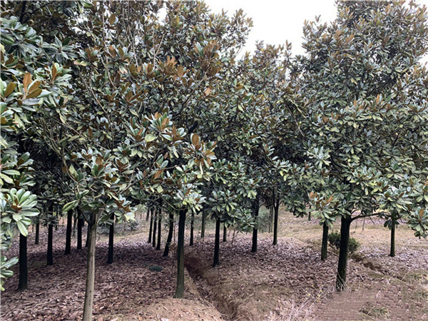 廣玉蘭基地實(shí)拍圖片