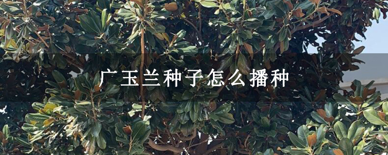 廣玉蘭種子怎么播種