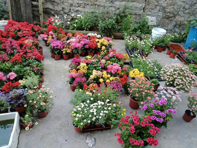 秋季長(zhǎng)壽花不能修剪，要不然半年無(wú)花！