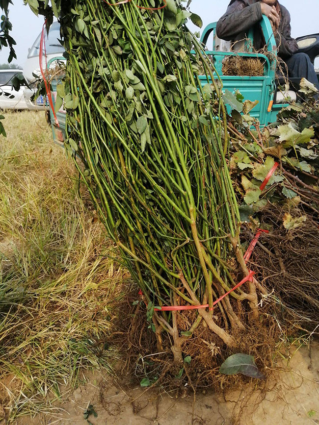 薔薇多少錢一棵?2020年薔薇價(jià)格最新價(jià)格