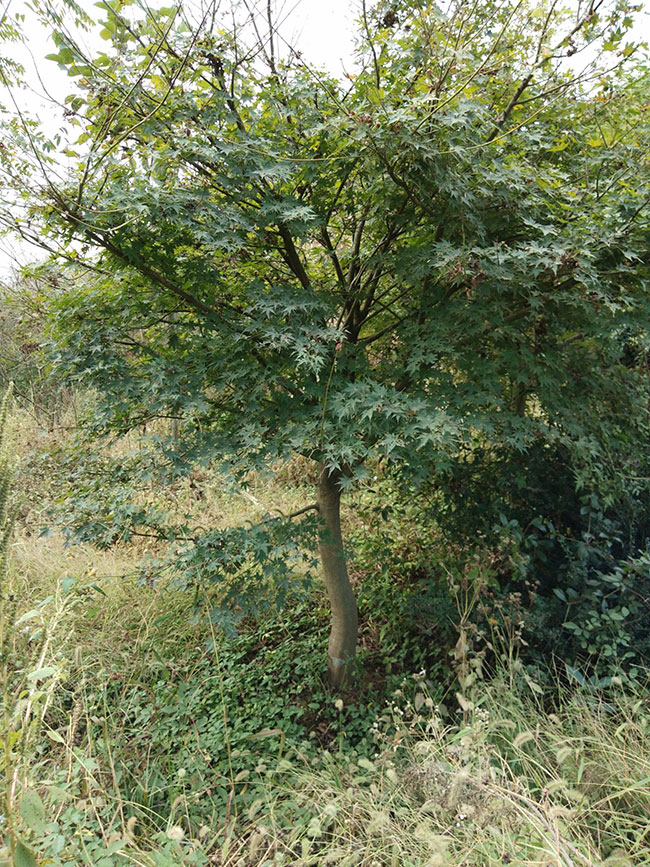 雞爪槭多少錢一棵?2020年雞爪槭價(jià)格最新價(jià)格