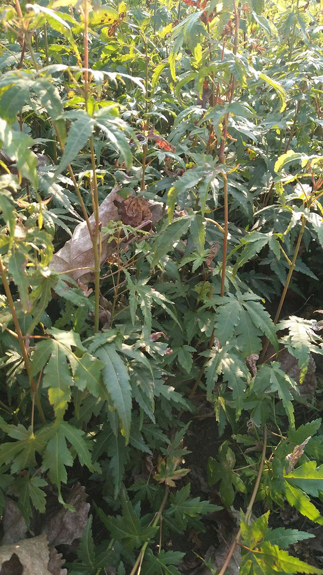 雞爪槭苗價(jià)格多少錢一棵?2020年雞爪槭最新價(jià)格