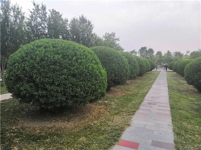 沭陽(yáng)長(zhǎng)景園林供應(yīng)的大葉黃楊球?qū)嵟膱D片