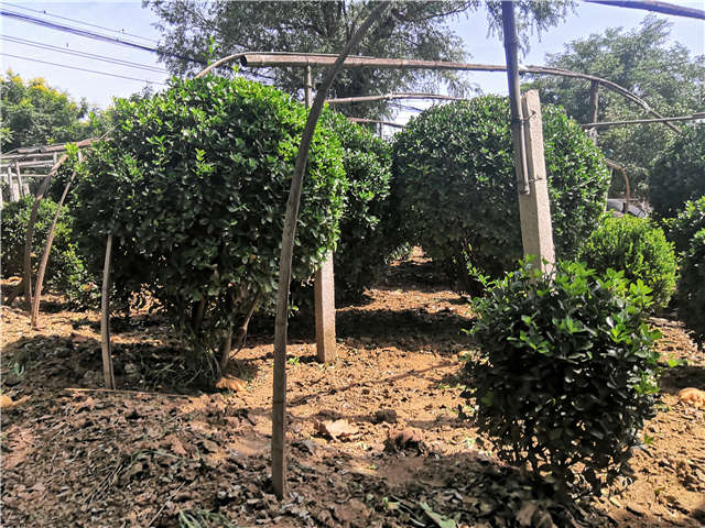 沭陽(yáng)長(zhǎng)景園林供應(yīng)的大葉黃楊球?qū)嵟膱D片