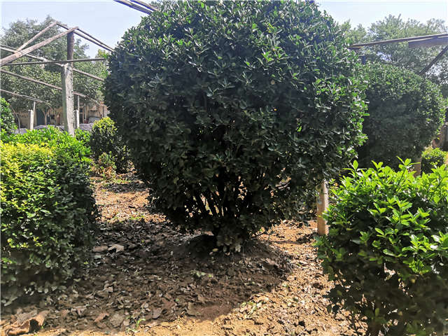 沭陽(yáng)長(zhǎng)景園林供應(yīng)的大葉黃楊球?qū)嵟膱D片