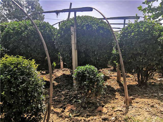 沭陽長景園林供應(yīng)的大葉黃楊球?qū)嵟膱D片