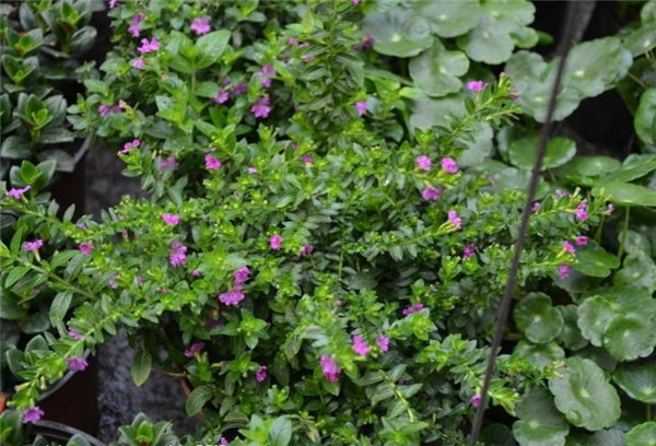 紅花滿(mǎn)天星圖片