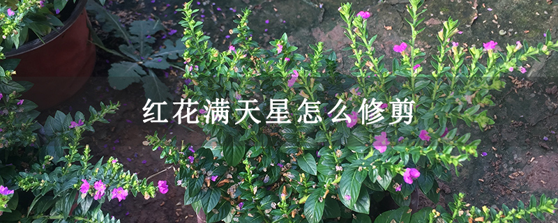 紅花滿(mǎn)天星怎么修剪