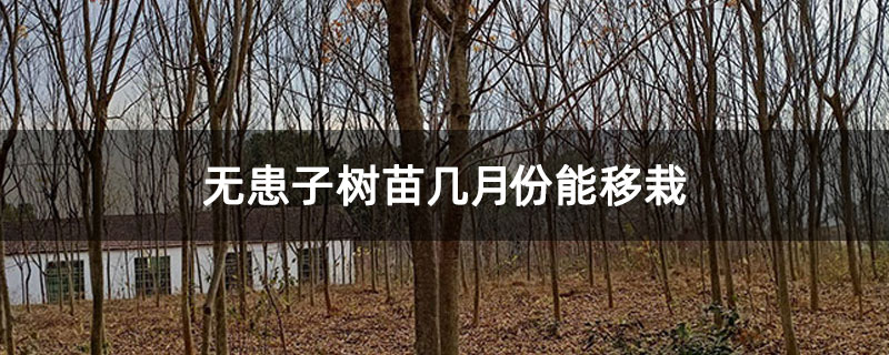 無(wú)患子樹苗幾月份能移栽
