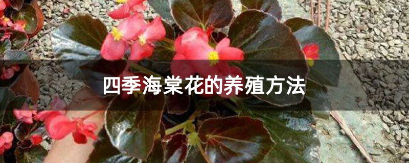 四季海棠花的養(yǎng)殖方法