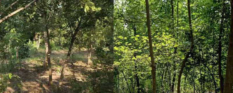 八公分三角楓價(jià)格多少錢(qián)一棵