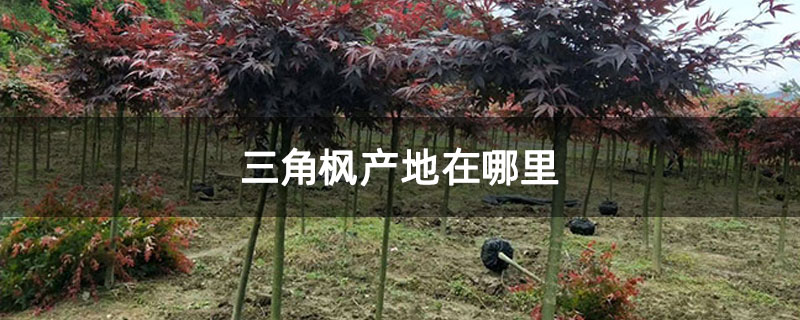 三角楓產地在哪里