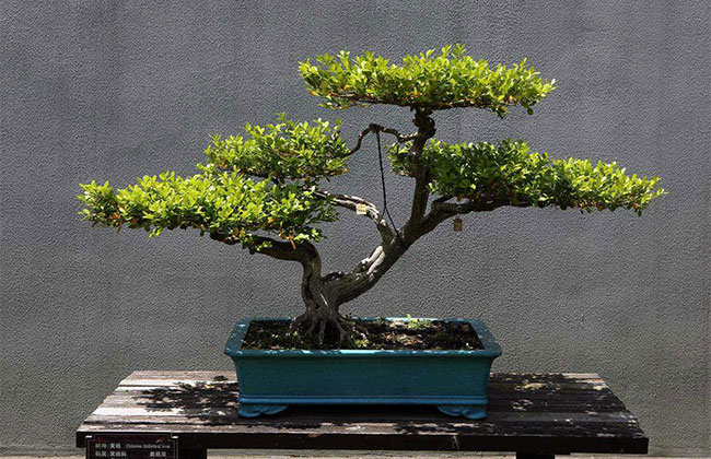 黃楊盆景多少錢一棵?2020年黃楊盆景價(jià)格最新價(jià)格