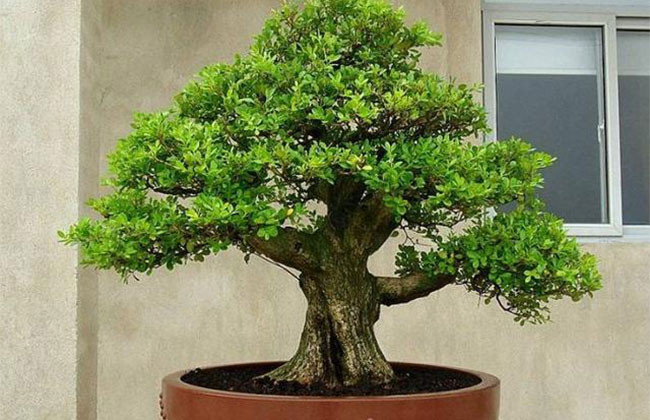 黃楊盆景多少錢一棵?2020年黃楊盆景價(jià)格最新價(jià)格