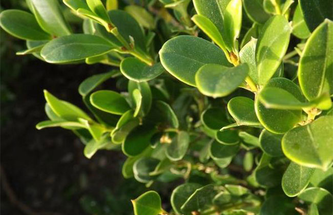 黃楊盆景多少錢一棵?2020年黃楊盆景價(jià)格最新價(jià)格