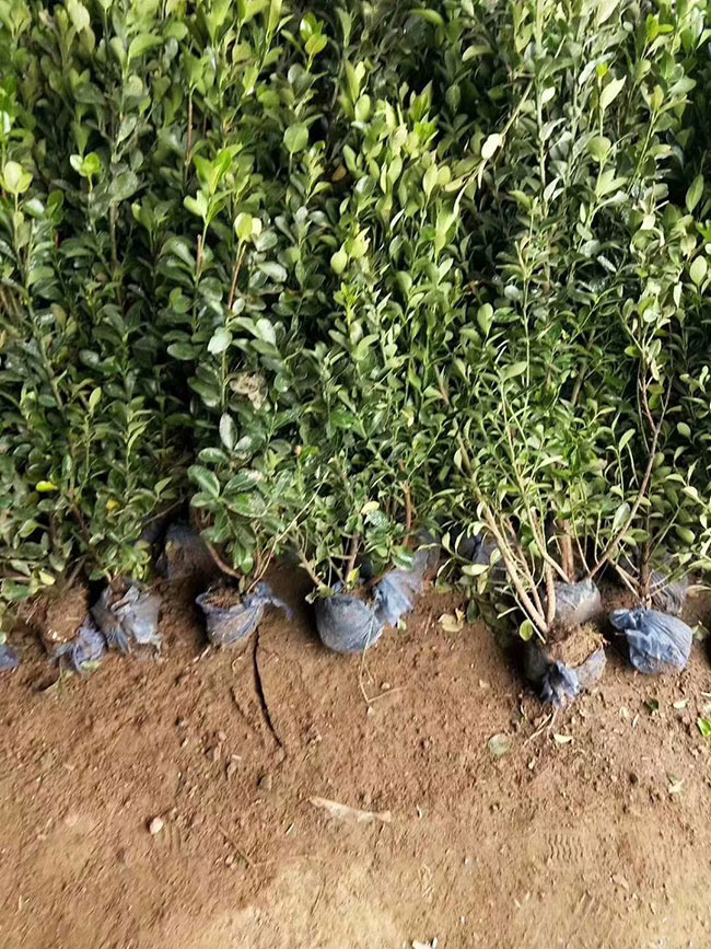 158黃楊多少錢一棵?2020年黃楊價(jià)格最新價(jià)格