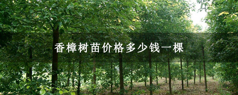 香樟樹苗價格多少錢一棵