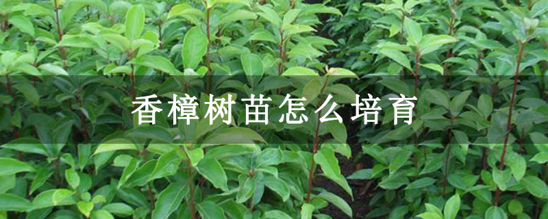 香樟樹(shù)苗怎么培育