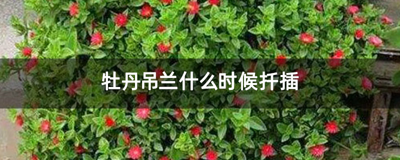 牡丹吊蘭什么時(shí)候扦插