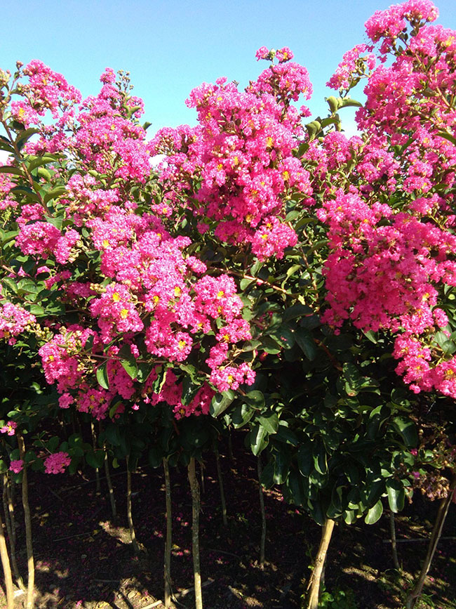 紫薇種子什么時(shí)候種?紫薇種子的播種方法