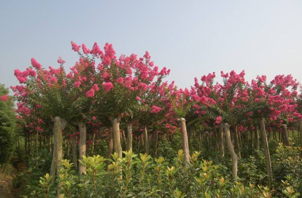 紫薇樹(shù)老樁