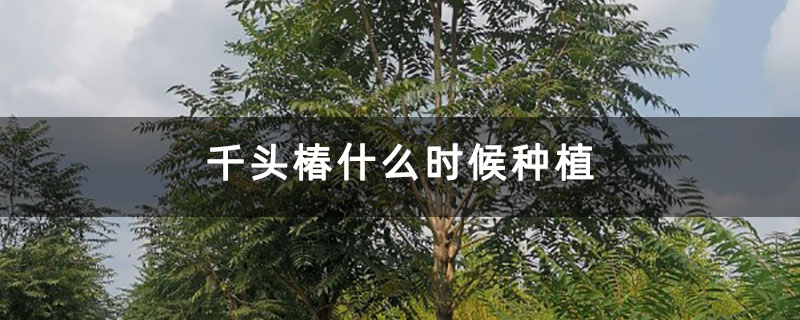 千頭椿什么時候種植