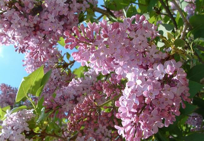 丁香花花語(yǔ)