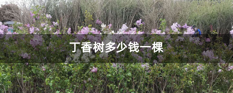 丁香樹多少錢一棵