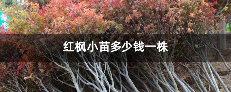 紅楓小苗多少錢一株