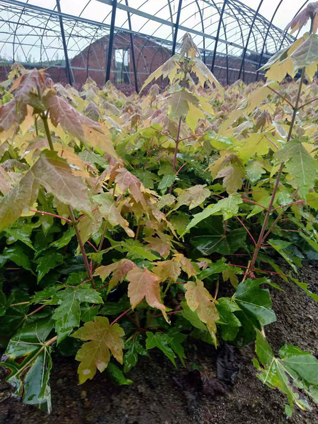 紅楓多久澆一次水?紅楓澆水的正確方法