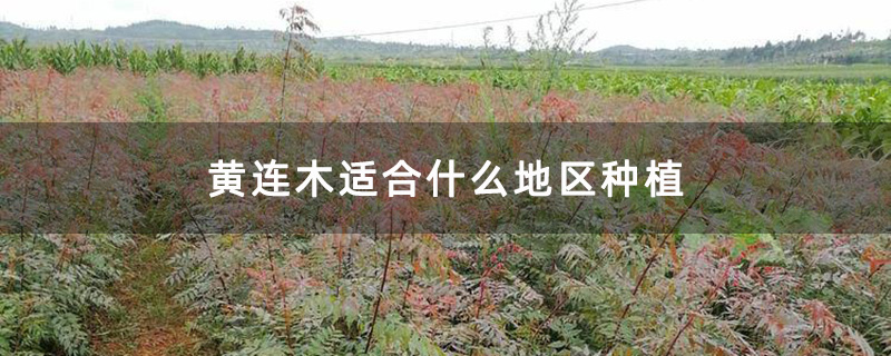 地徑1公分的黃連木小苗基地實(shí)拍圖