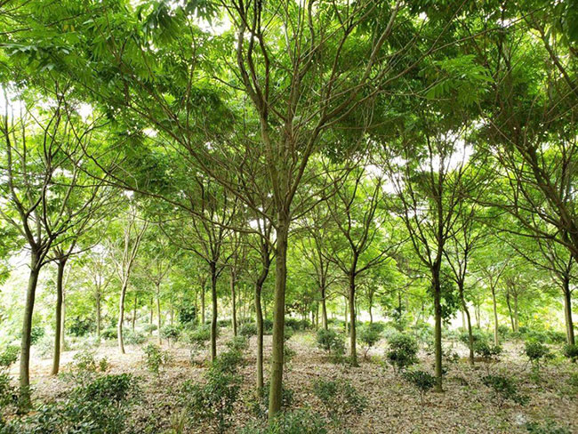 欒樹(shù)的產(chǎn)地是哪兒?欒樹(shù)介紹欒樹(shù)的特點(diǎn)