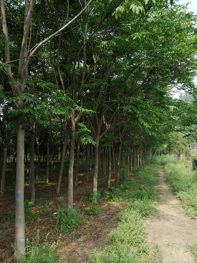 欒樹(shù)的產(chǎn)地是哪兒?欒樹(shù)介紹欒樹(shù)的特點(diǎn)