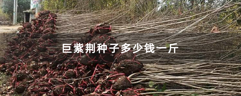 巨紫荊種子多少錢一斤