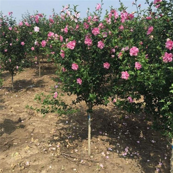 木槿基地實(shí)拍圖片