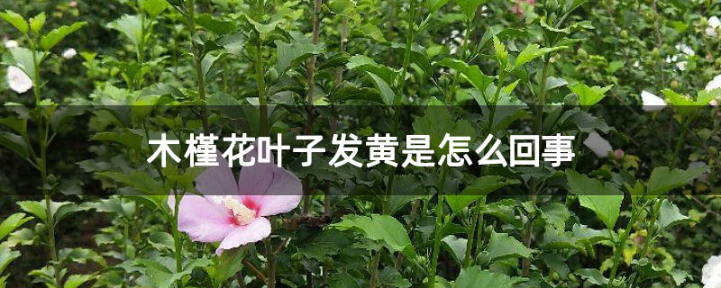 木槿花葉子發(fā)黃是怎么回事