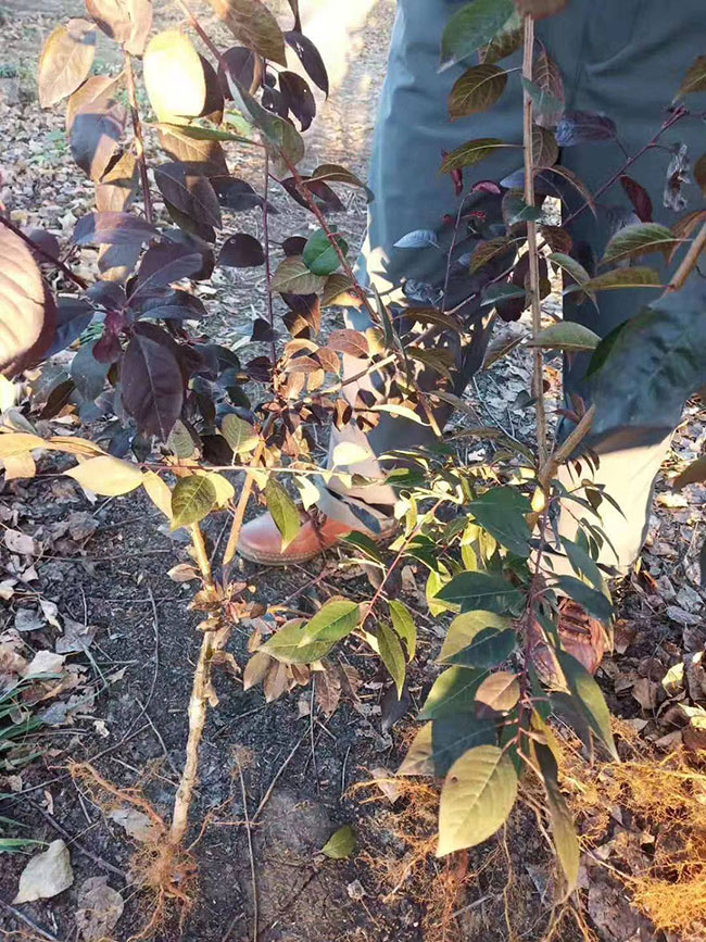 紅葉李樹苗多少錢一棵?2020年紅葉李樹苗價(jià)格最新價(jià)格