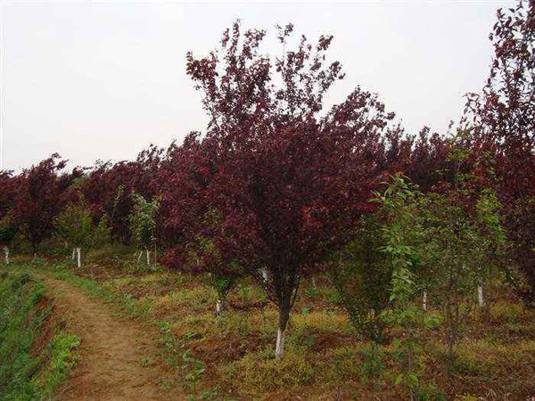 紅葉李樹苗