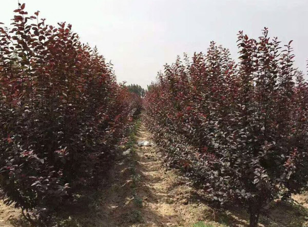 紅葉李基地實拍圖