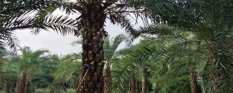 10米中東海棗價(jià)格多少錢一棵