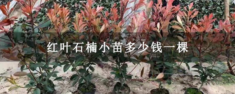 紅葉石楠小苗多少錢(qián)一棵