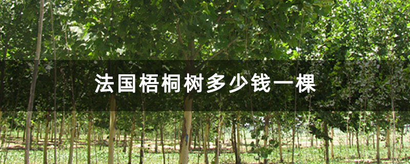 法國(guó)梧桐樹(shù)多少錢一棵