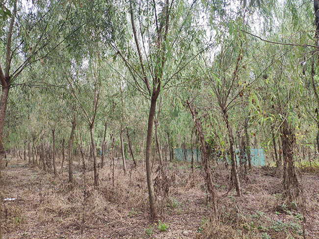 垂柳多少錢(qián)一棵?2020年垂柳價(jià)格最新價(jià)格