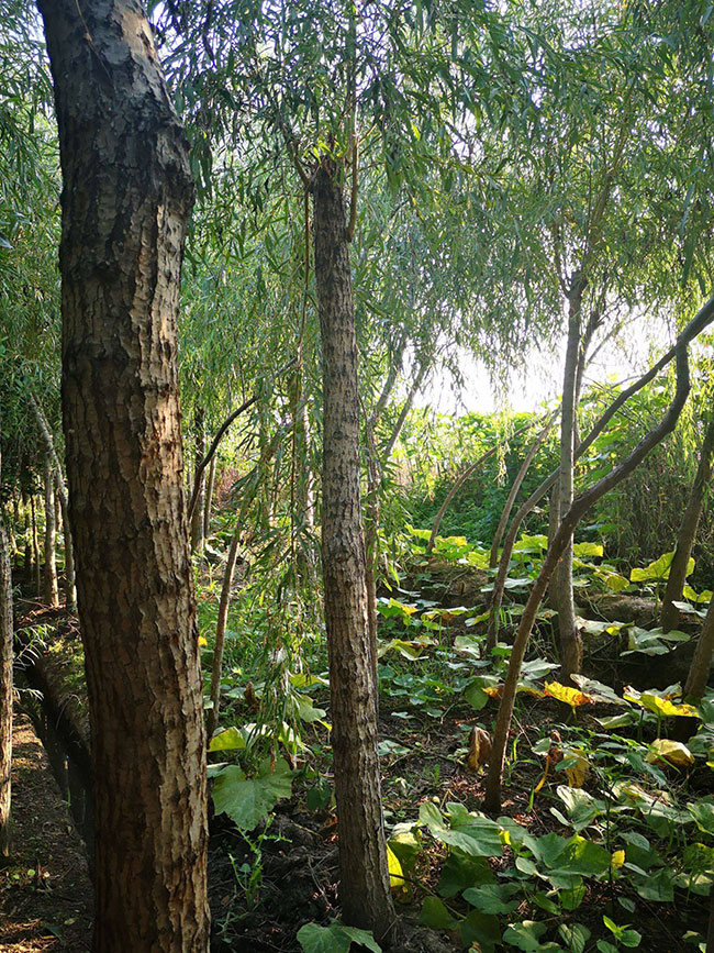 垂柳多少錢(qián)一棵?2020年垂柳價(jià)格最新價(jià)格